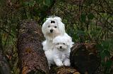 BICHON MALTAIS 162